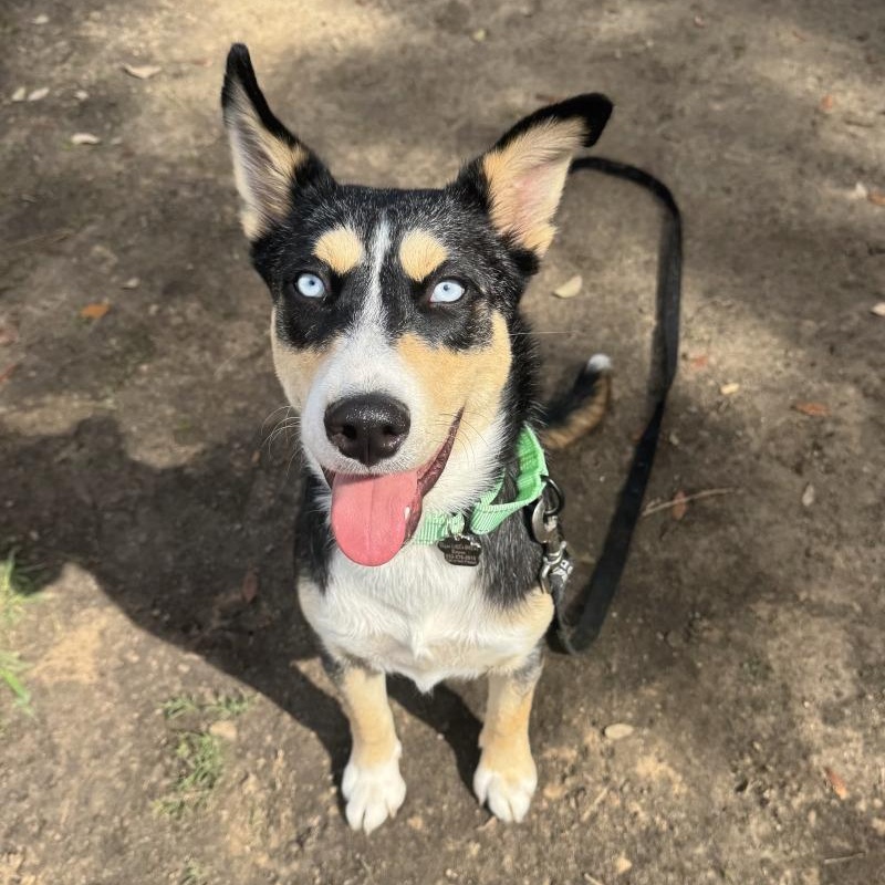 Stella Sweetie Pie — thumbnail 3