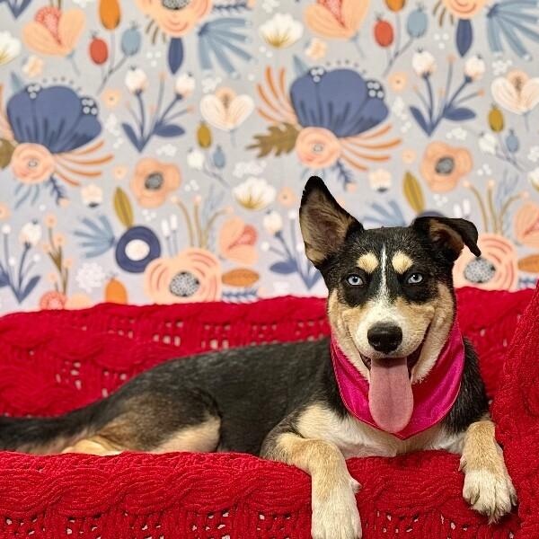 Stella Sweetie Pie — thumbnail 5