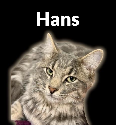 Hans (Bonded with Franz), ADOPTABLE, Young Male Domestic Long Hair.