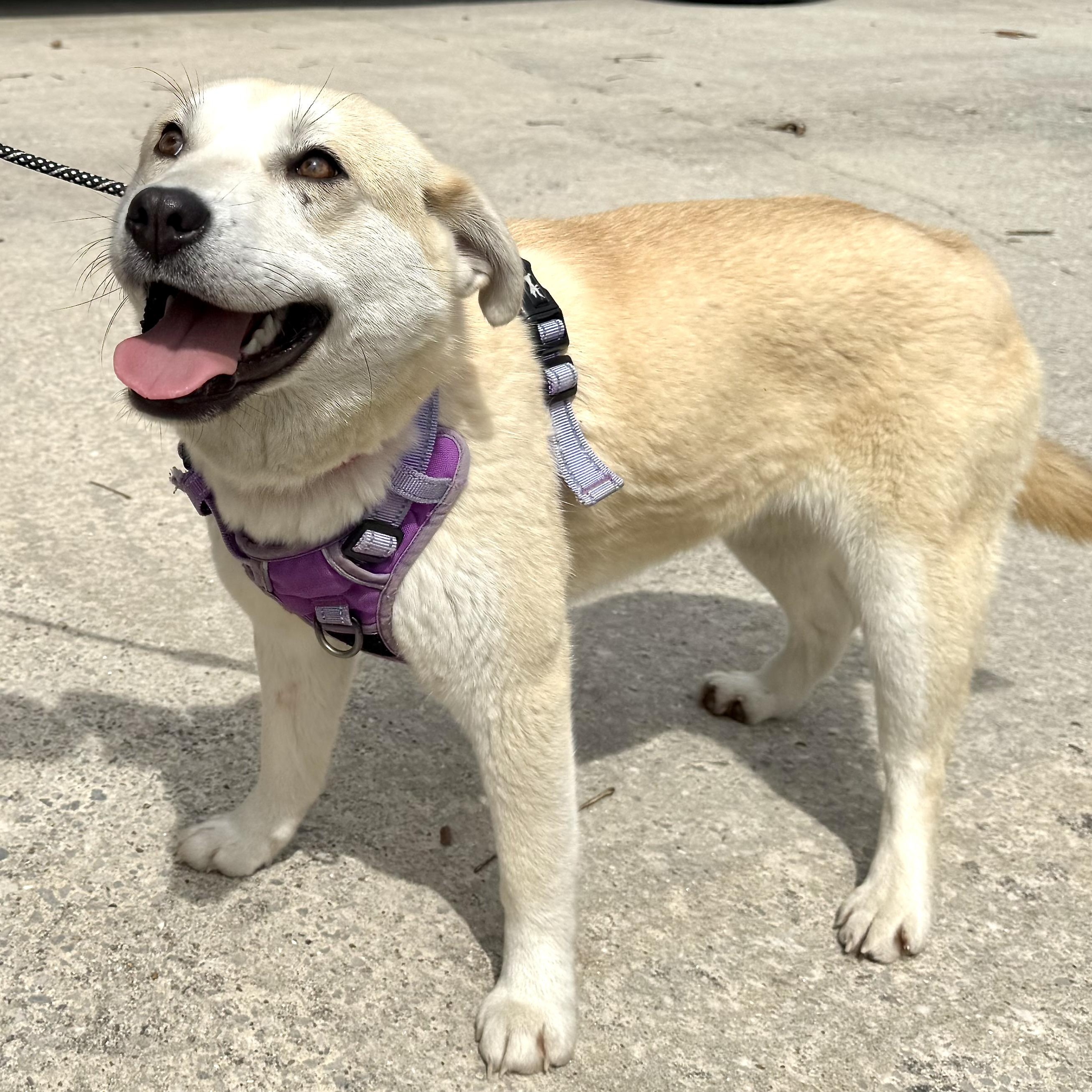 Enlarge Sienna -s, a ADOPTABLE mixed breed in Sequatchie, TN image 4/6