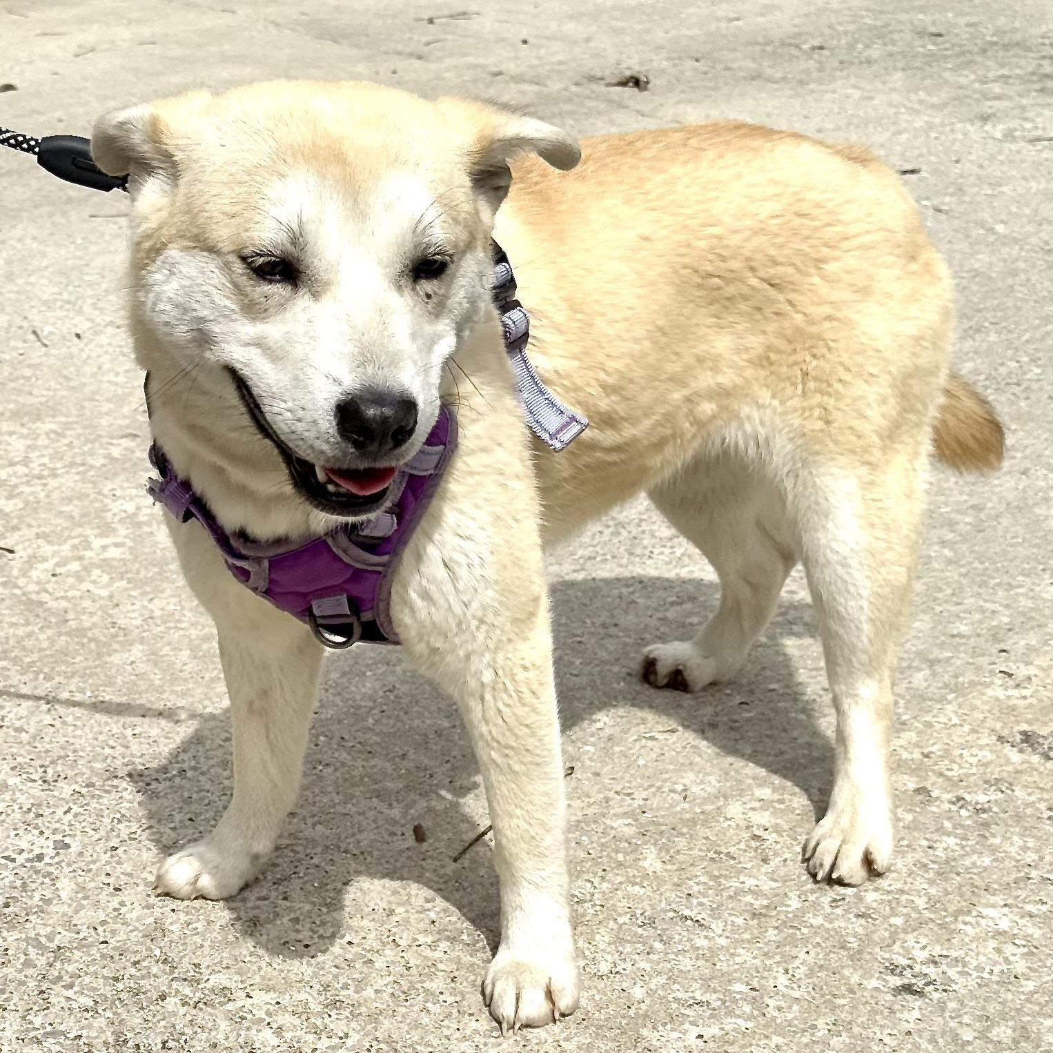 Enlarge Sienna -s, a ADOPTABLE mixed breed in Sequatchie, TN image 5/6