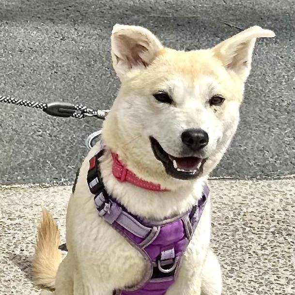 Enlarge Sienna -s, a ADOPTABLE mixed breed in Sequatchie, TN image 1/6