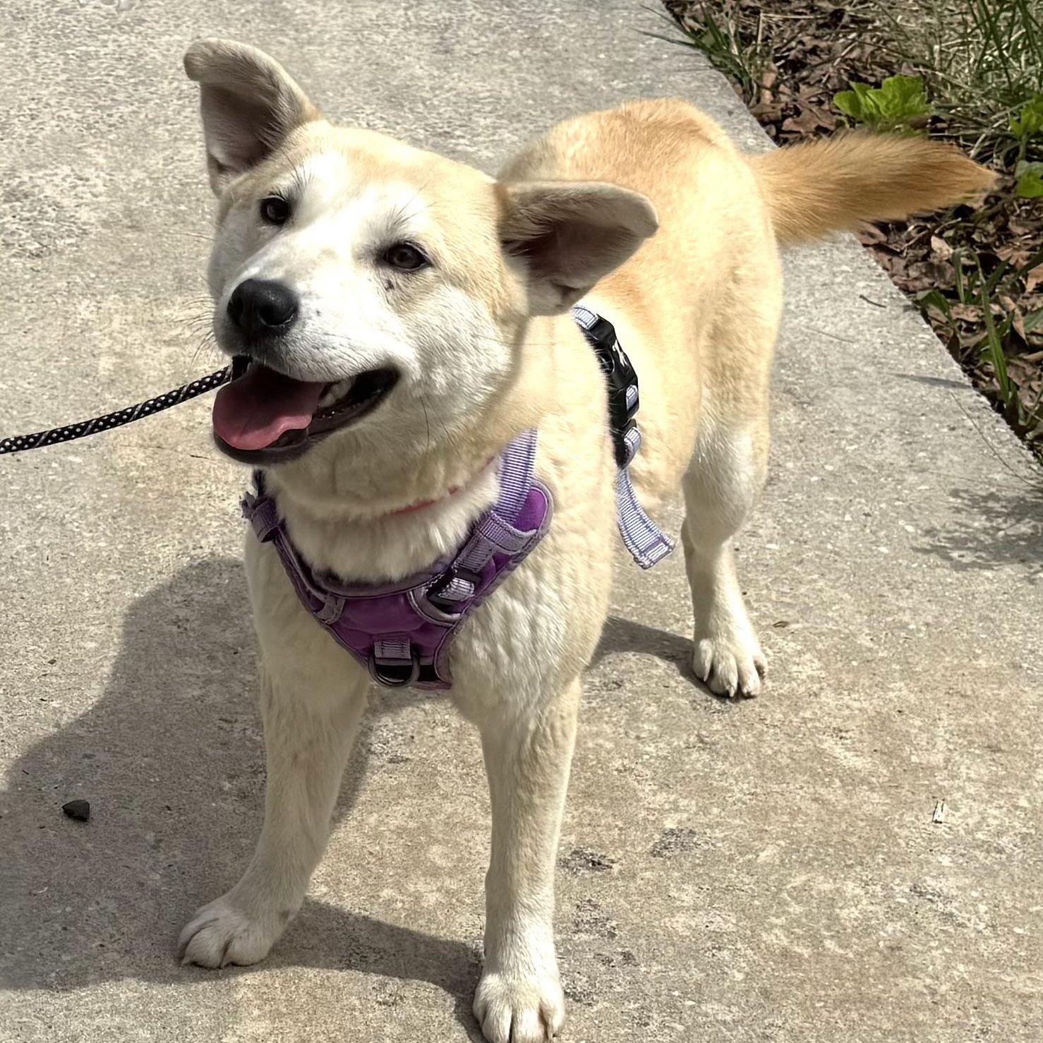 Enlarge Sienna -s, a ADOPTABLE mixed breed in Sequatchie, TN image 2/6