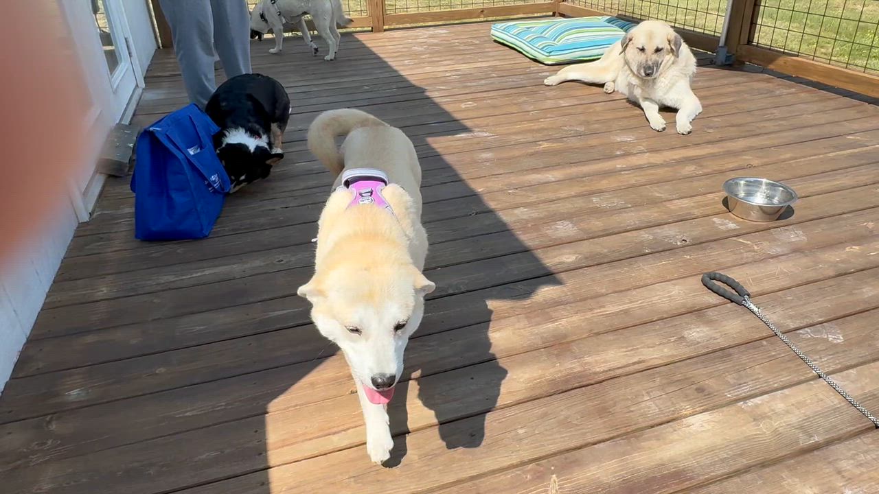 Enlarge Sienna -s, a ADOPTABLE mixed breed in Sequatchie, TN video 6/6