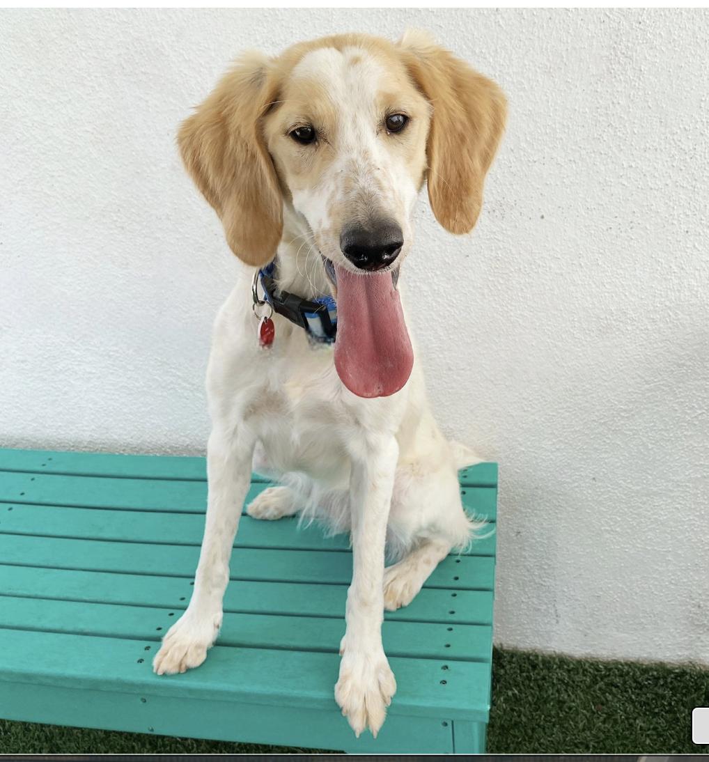 Hello My name is Athena I was recently rescued so the people at Wags are still
