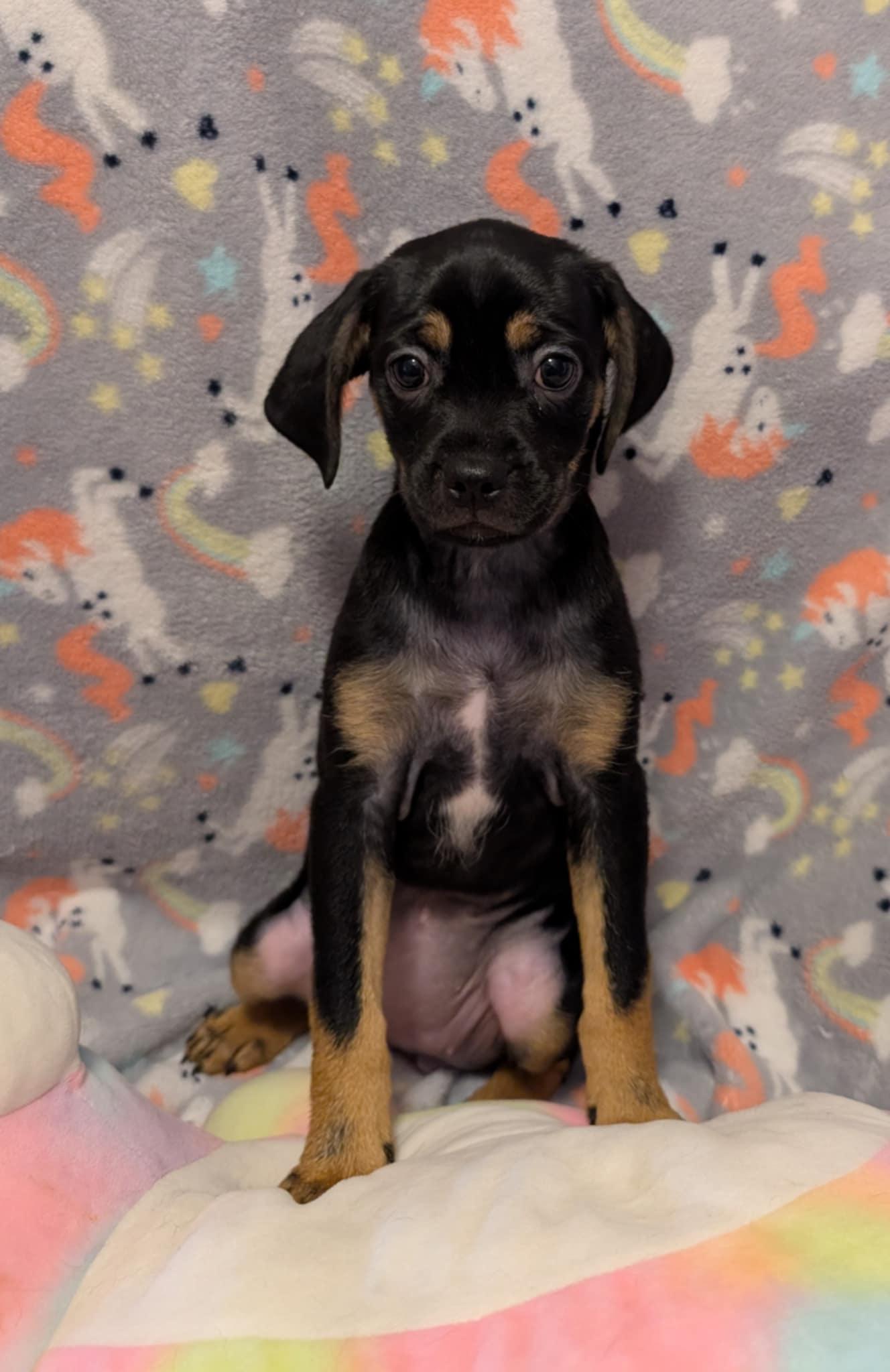 Enlarge Ruth, a Adopted mixed breed in Tucson, AZ image 1/3