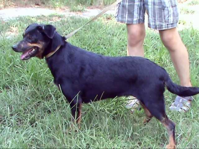 Rhea, a Adoptable Australian Cattle Dog / Blue Heeler in Frankston, TX image 3/6
