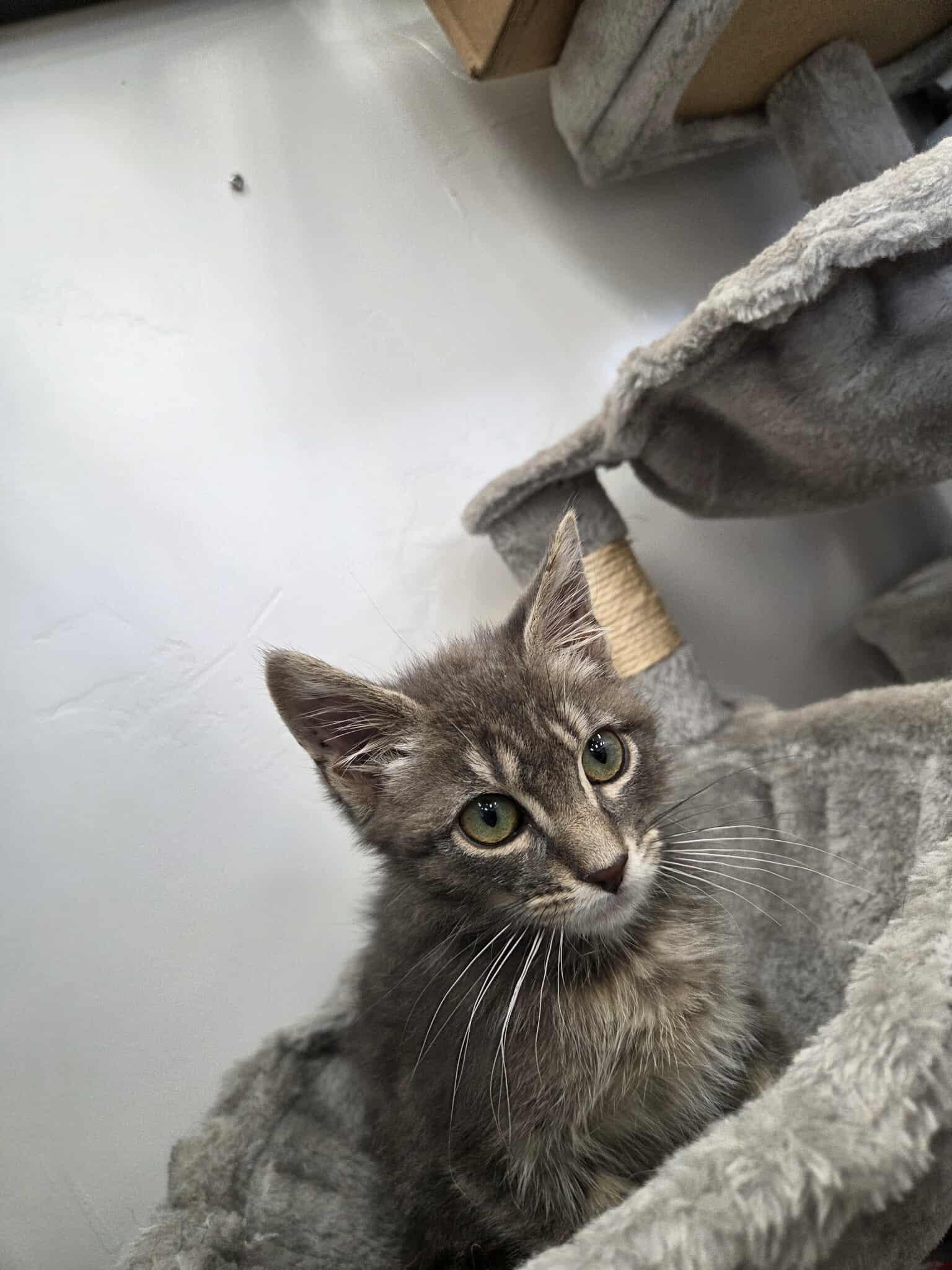 Skylar, an adoptable Domestic Short Hair in Roosevelt, UT, 84066 | Photo Image 3