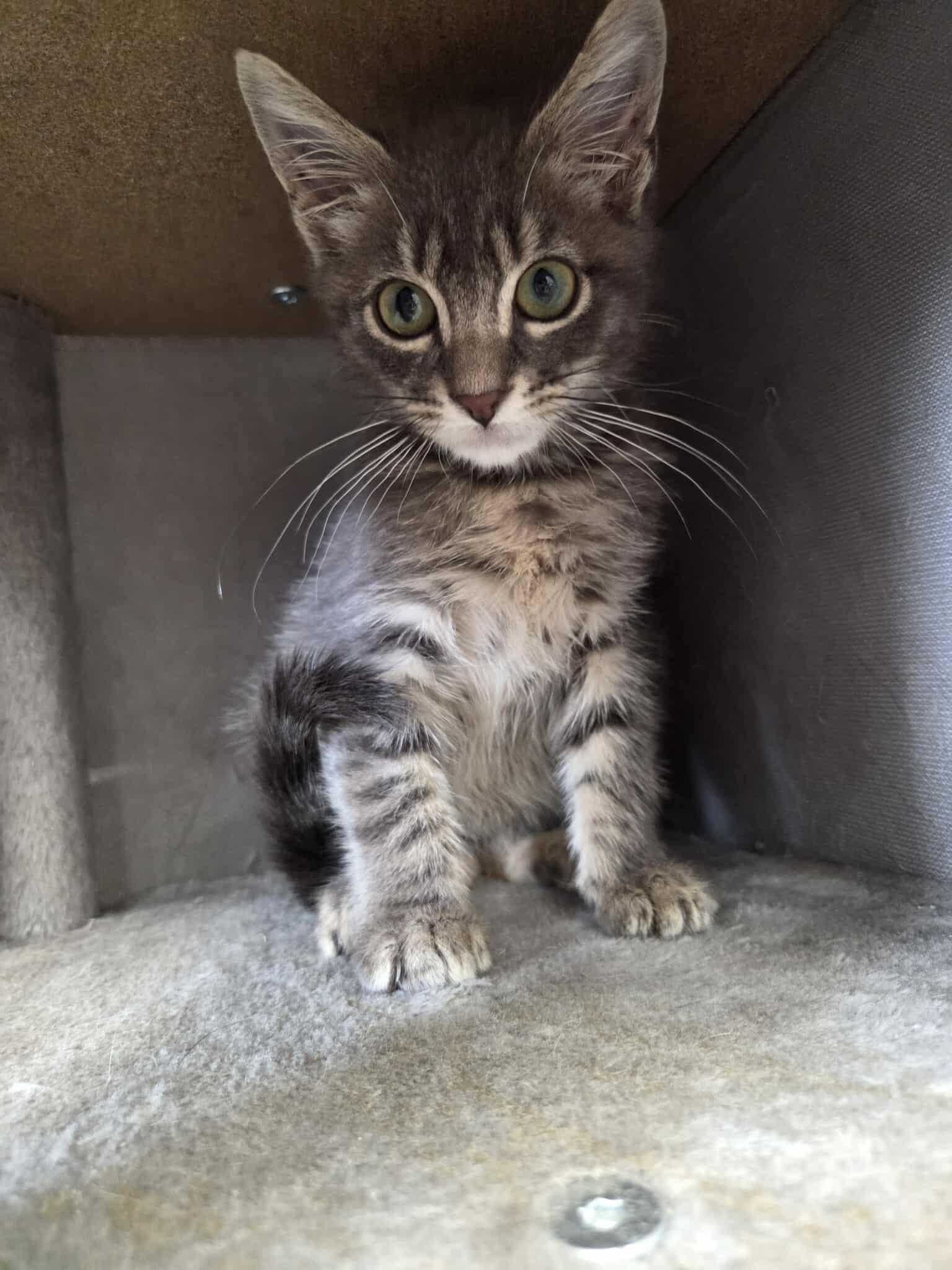 Skylar, an adoptable Domestic Short Hair in Roosevelt, UT, 84066 | Photo Image 2