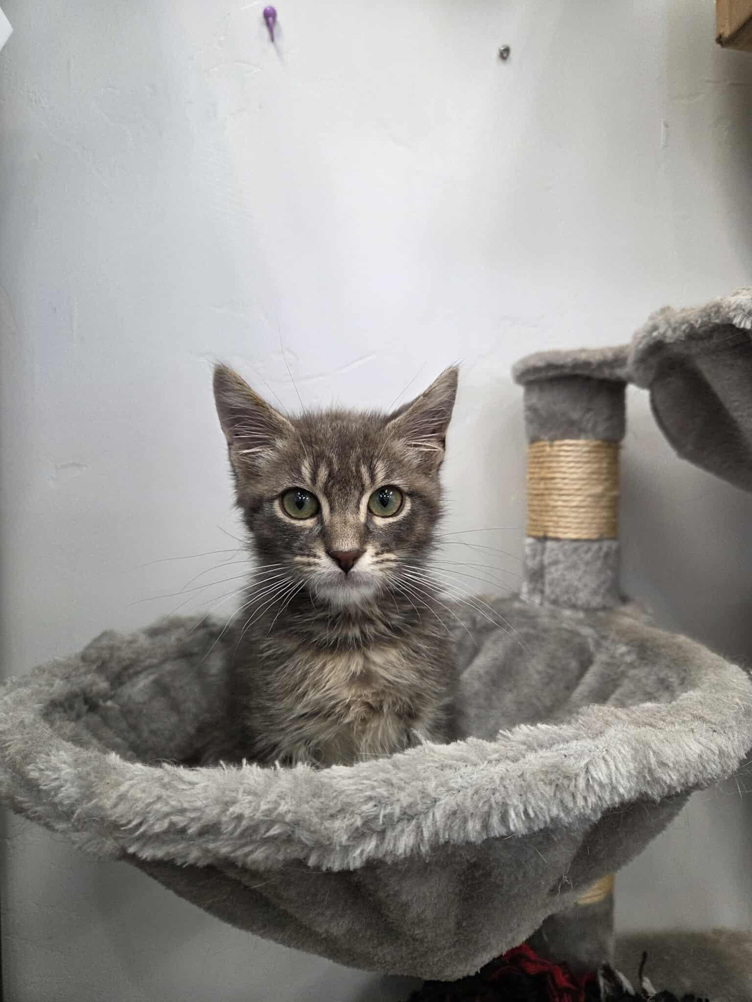 Skylar, an adoptable Domestic Short Hair in Roosevelt, UT, 84066 | Photo Image 1