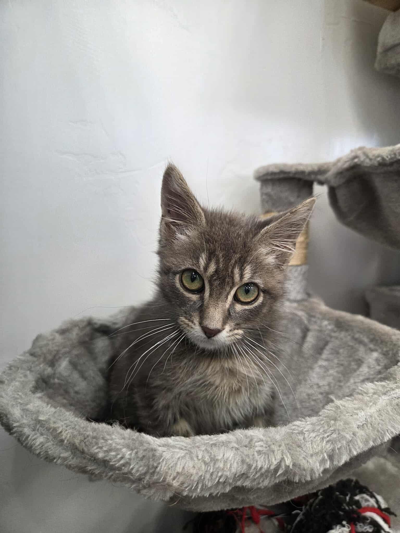 Skylar, an adoptable Domestic Short Hair in Roosevelt, UT, 84066 | Photo Image 4