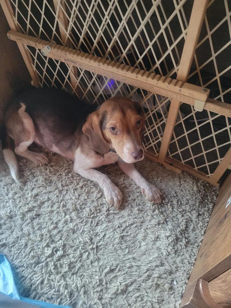 Enlarge Clyde - Fostered in Omaha, a Adoptable Beagle in Shawnee Mission, KS image 2/5