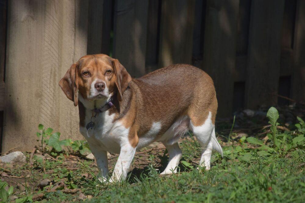 Enlarge Clyde - Fostered in Omaha, a Adoptable Beagle in Shawnee Mission, KS image 3/5