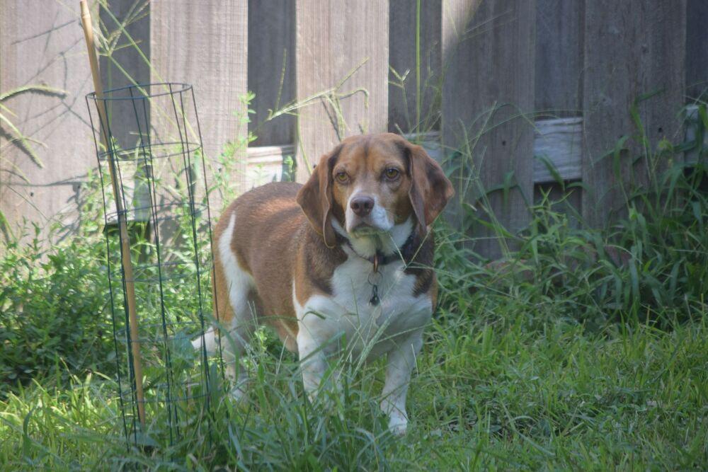 Enlarge Clyde - Fostered in Omaha, a Adoptable Beagle in Shawnee Mission, KS image 4/5