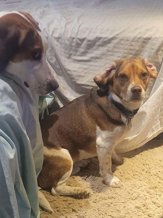 Enlarge Clyde - Fostered in Omaha, a Adoptable Beagle in Shawnee Mission, KS image 5/5