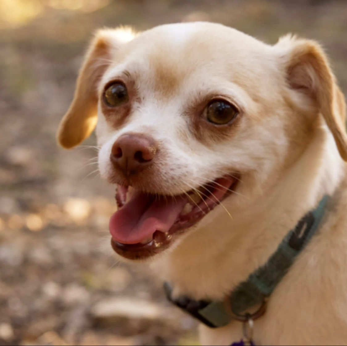Enlarge Milo, a Adopted mixed breed in Johnson City, TX image 1/2