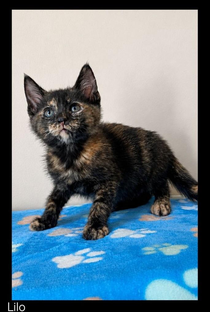 Enlarge Lilo, a Adopted mixed breed in Chino Valley, AZ image 1/1