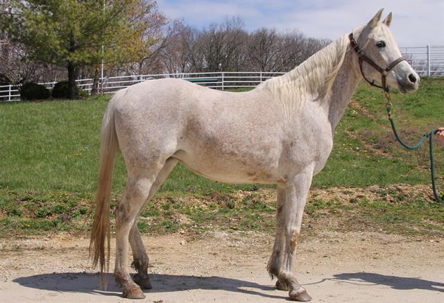 Enlarge CLOUD, a Adoptable Arabian in Union, MO image 1/1