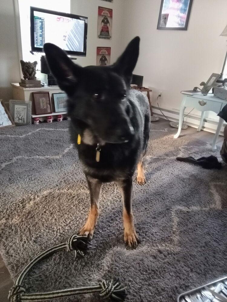 Enlarge Rocko, a Adoptable German Shepherd Dog in Xenia, OH image 2/6