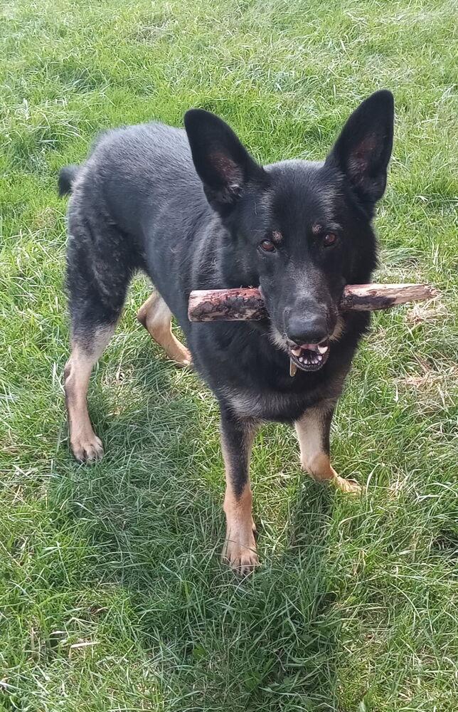 Enlarge Rocko, a Adoptable German Shepherd Dog in Xenia, OH image 5/6