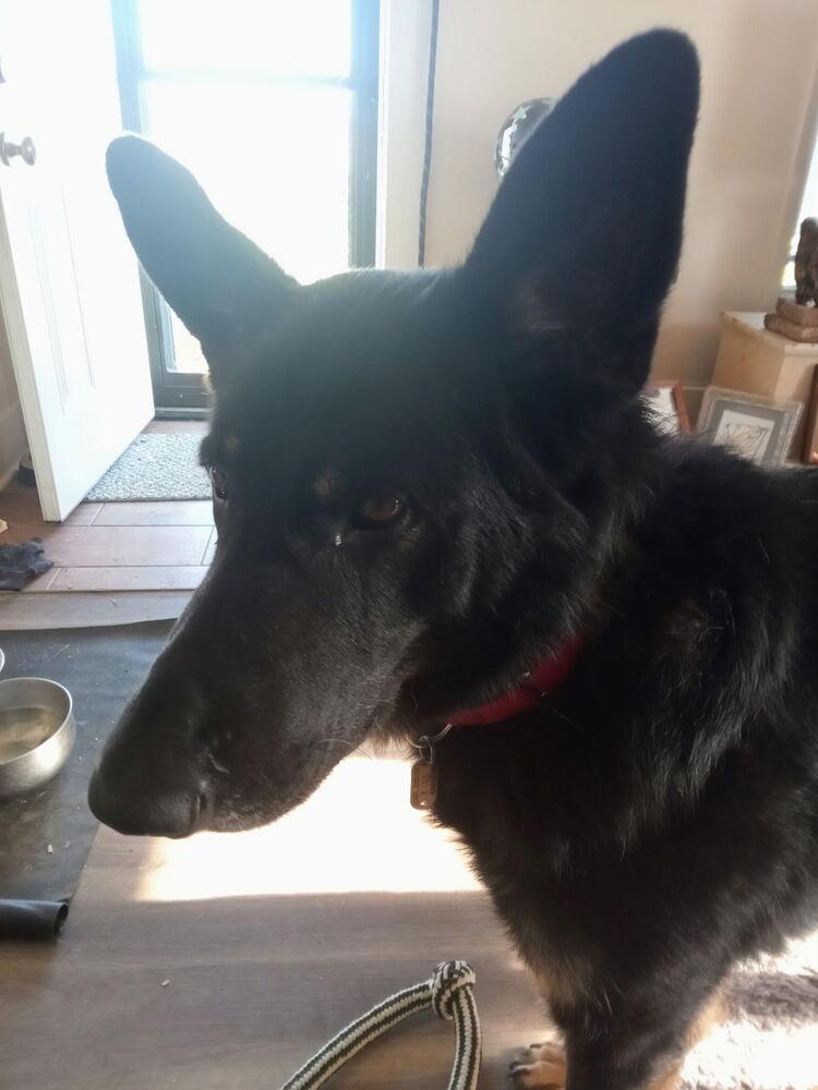 Enlarge Rocko, a Adoptable German Shepherd Dog in Xenia, OH image 6/6