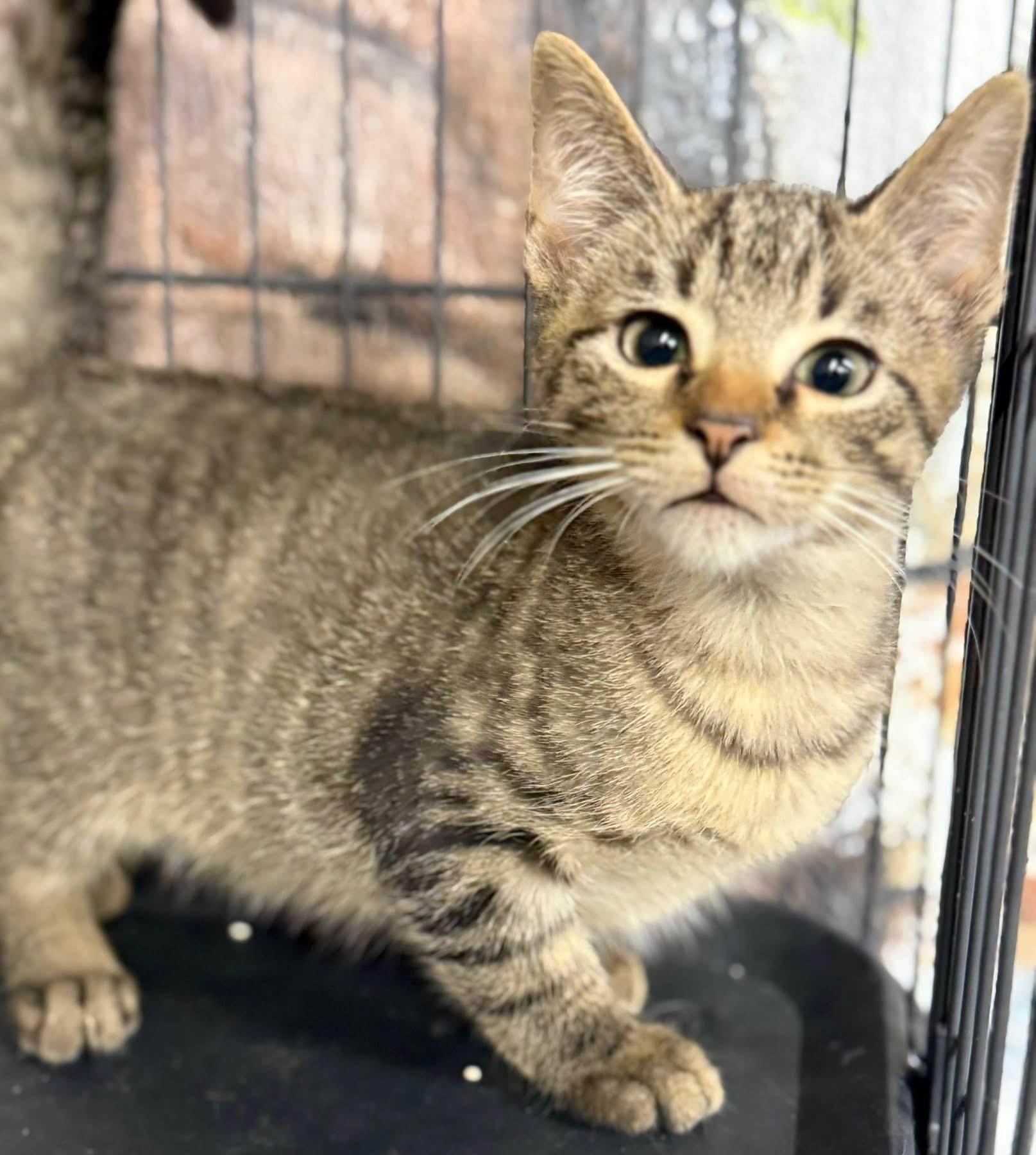 Ponce kitten, Adoptable, Kitten Male Tabby.