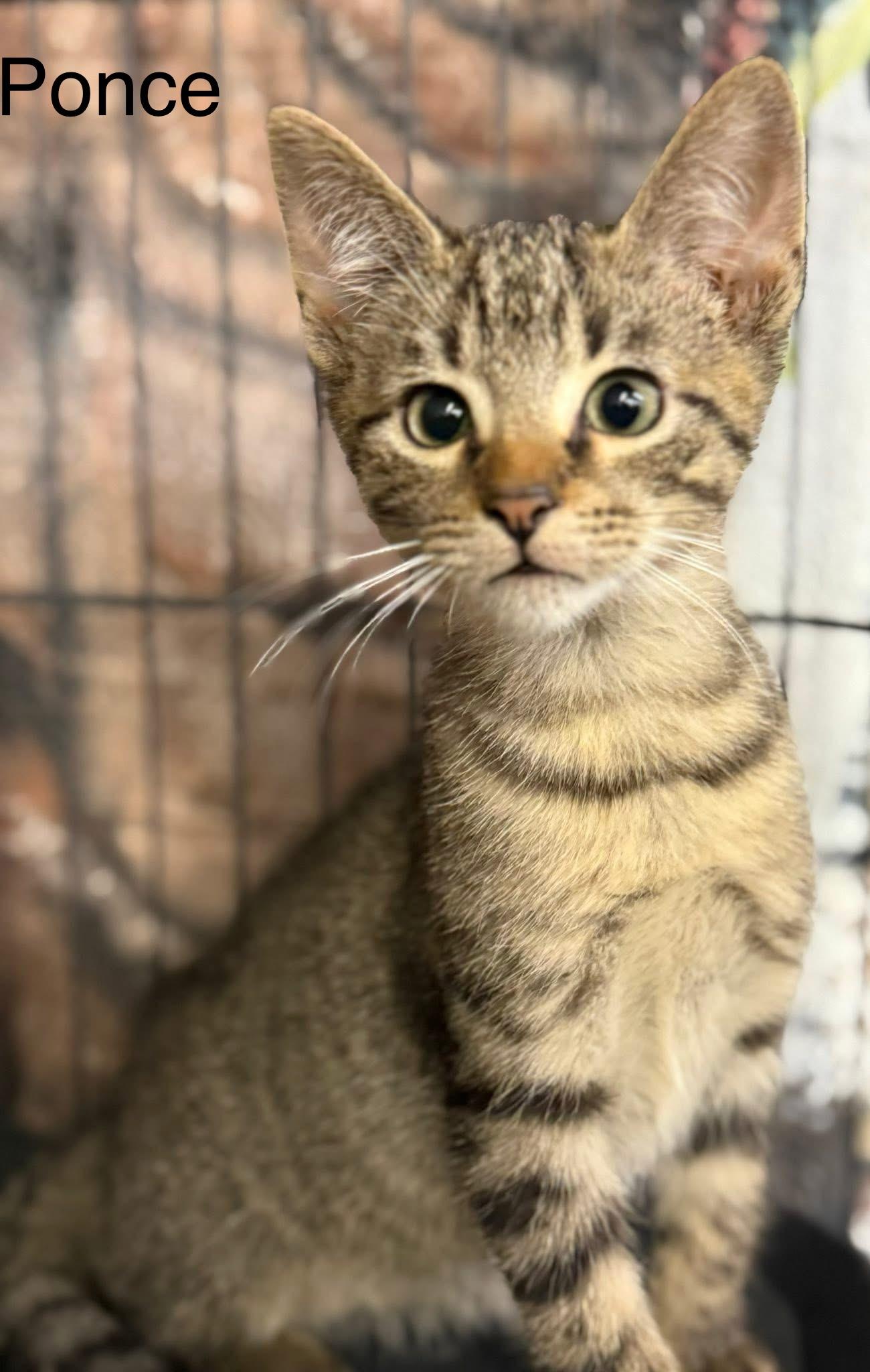 Enlarge Ponce kitten, a Adoptable Tabby in Jackson, GA image 2/3