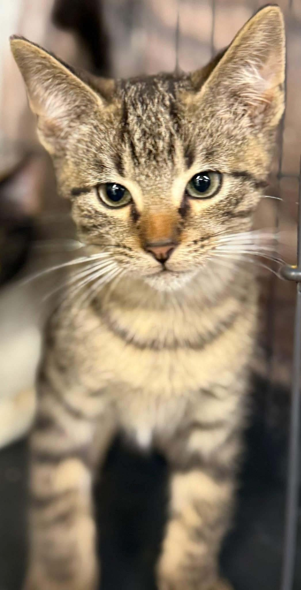 Enlarge Ponce kitten, a Adoptable Tabby in Jackson, GA image 3/3