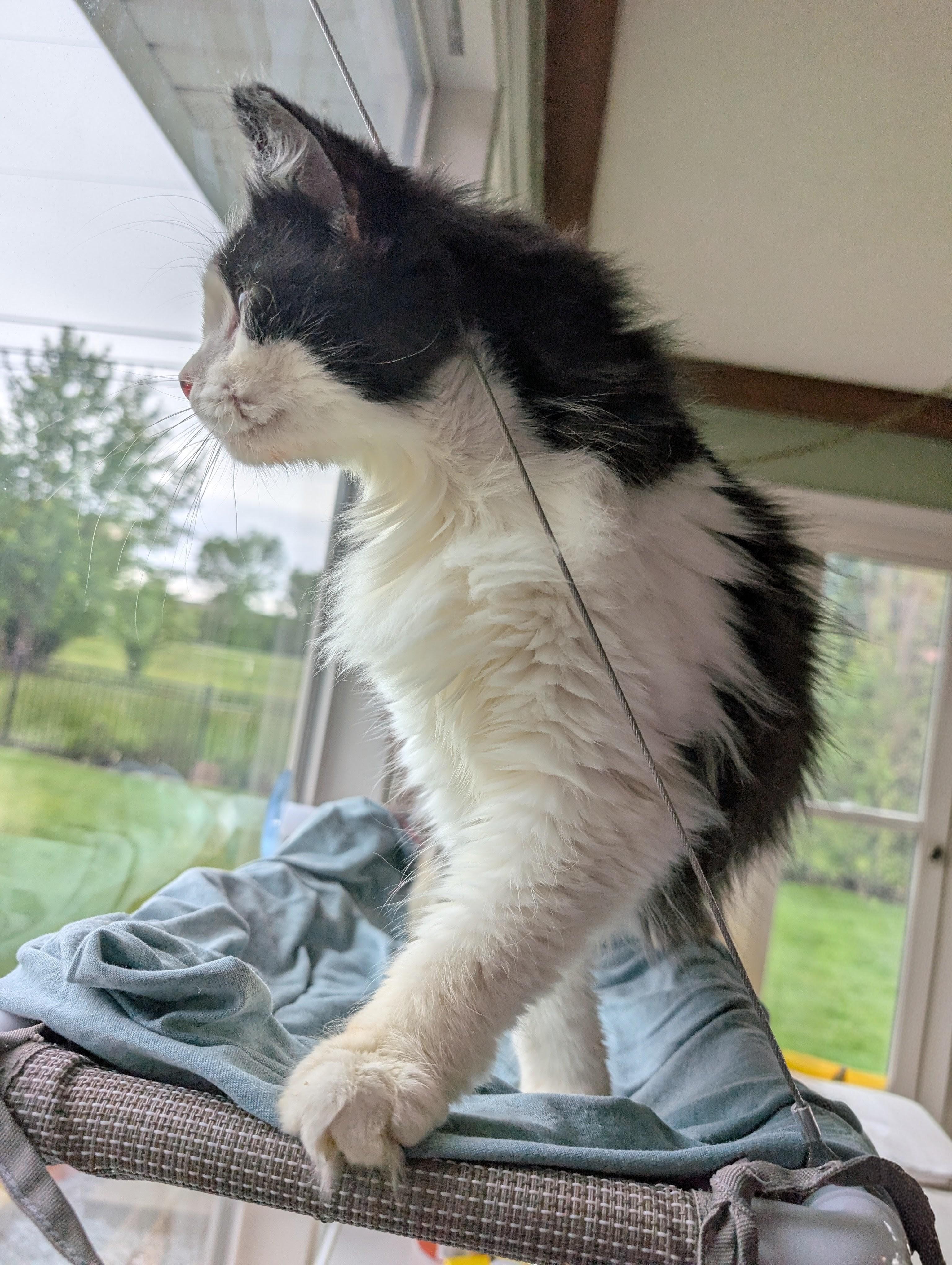 Sasha, a Adoptable Domestic Long Hair in Quincy, OH image 2/5