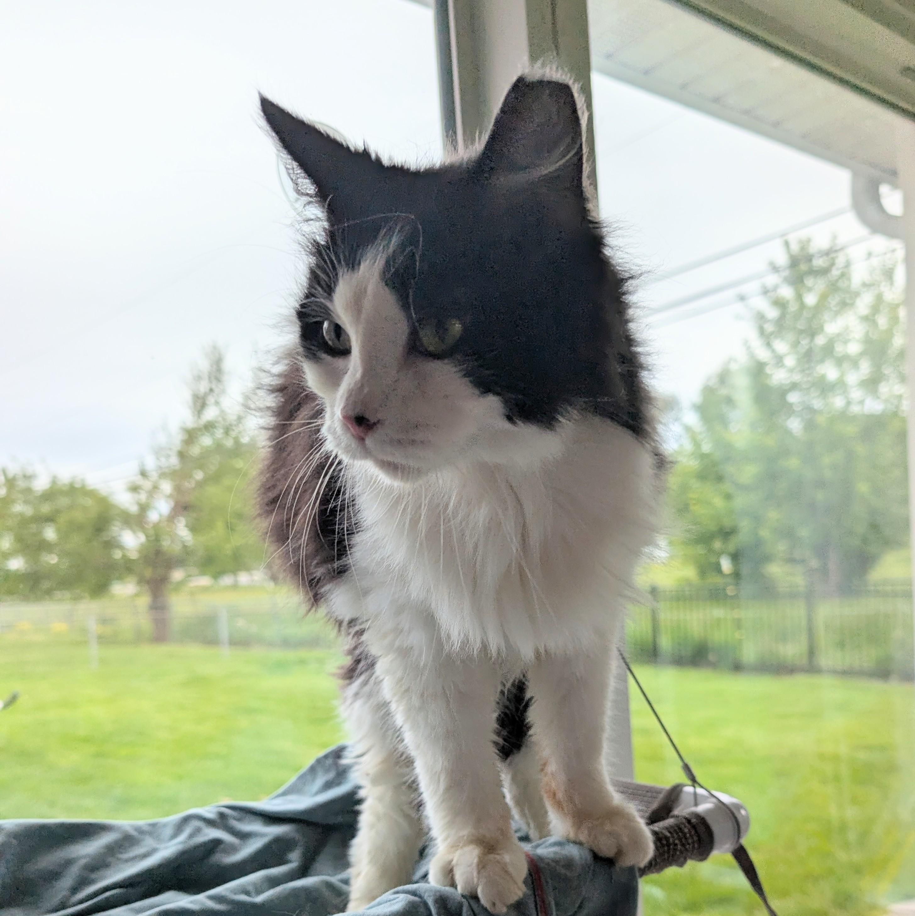 Sasha, a Adoptable Domestic Long Hair in Quincy, OH image 3/5
