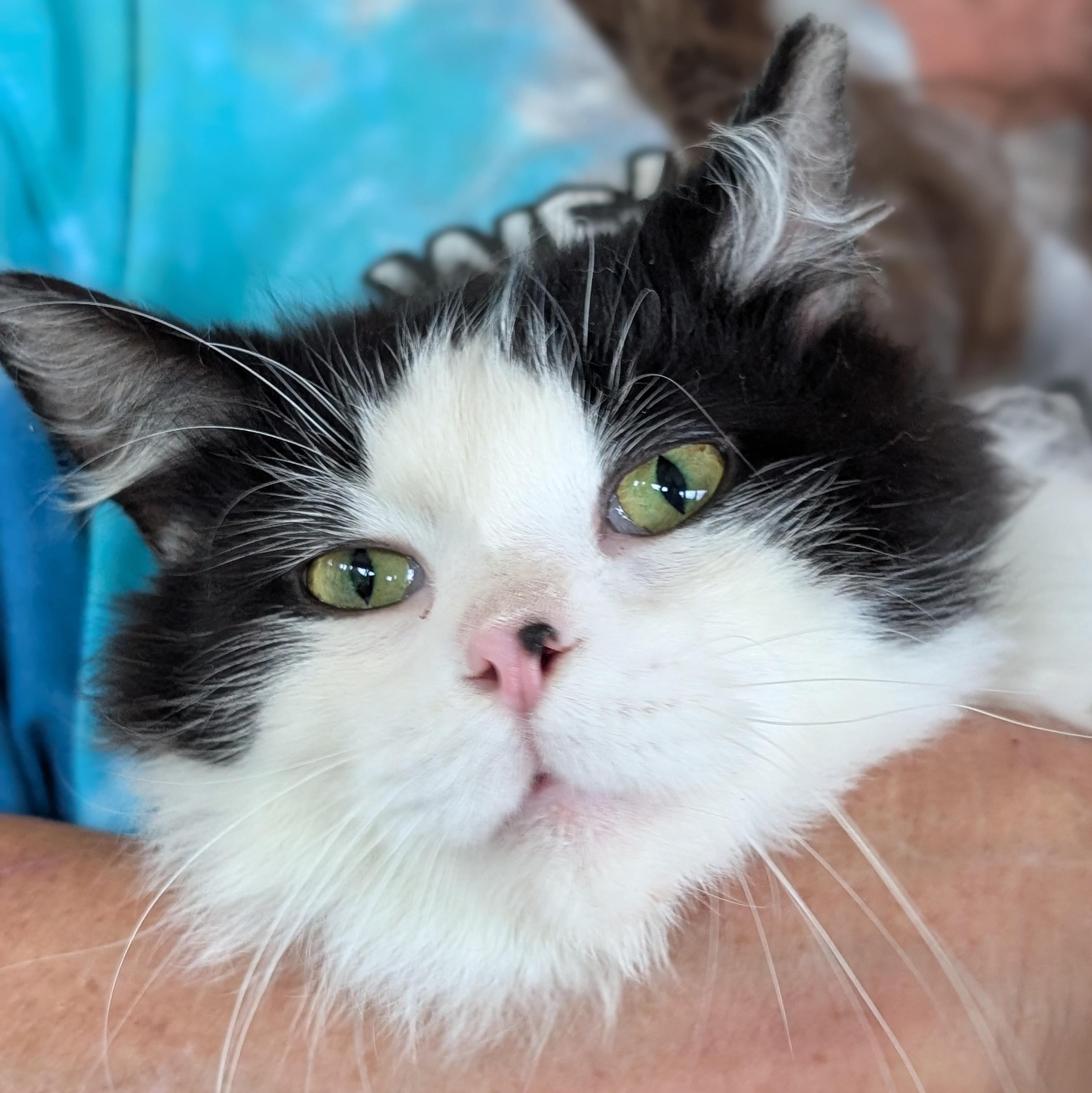 Sasha, a Adoptable Domestic Long Hair in Quincy, OH image 5/5