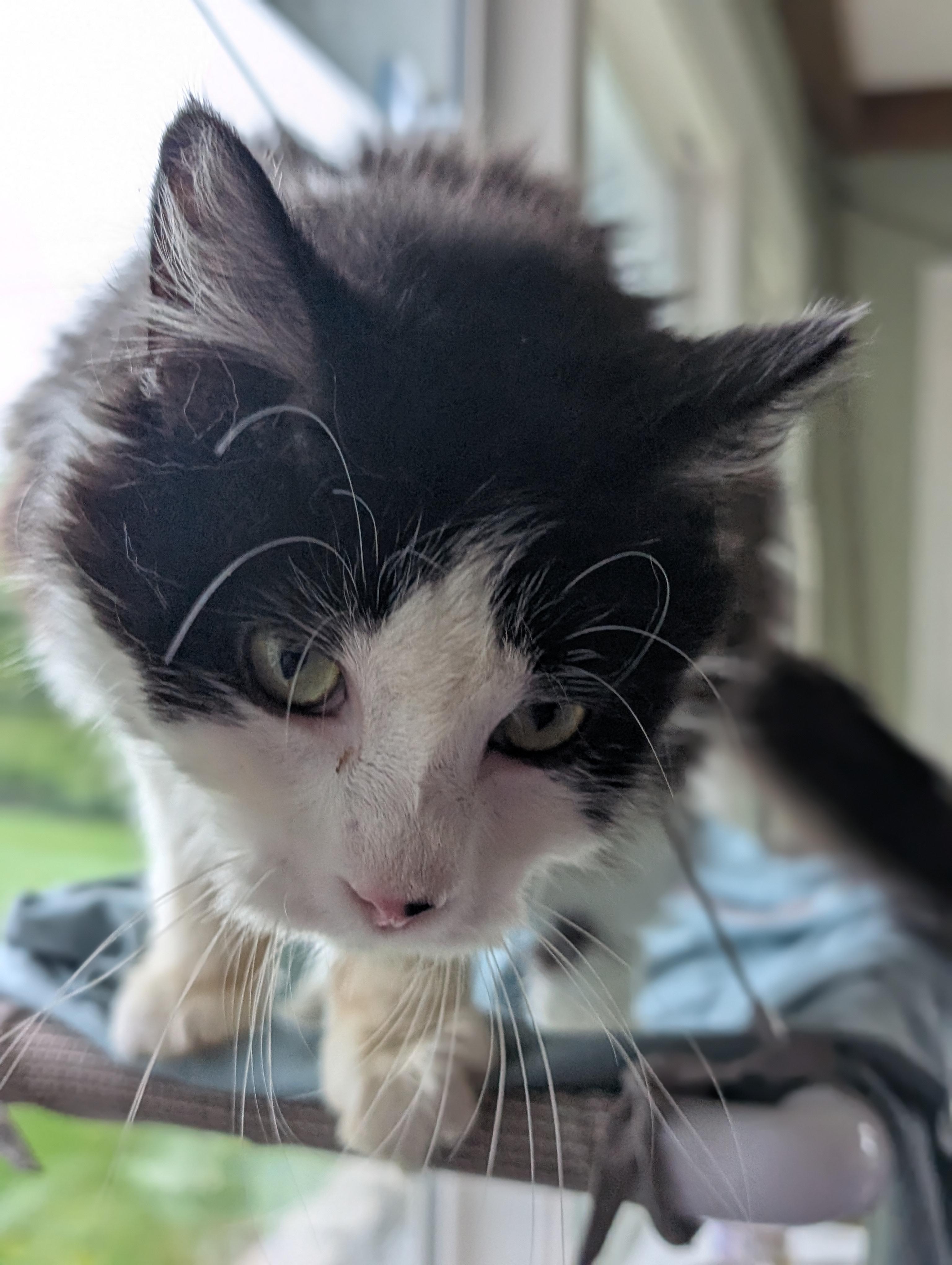 Sasha, Adoptable, Young Male Domestic Long Hair.