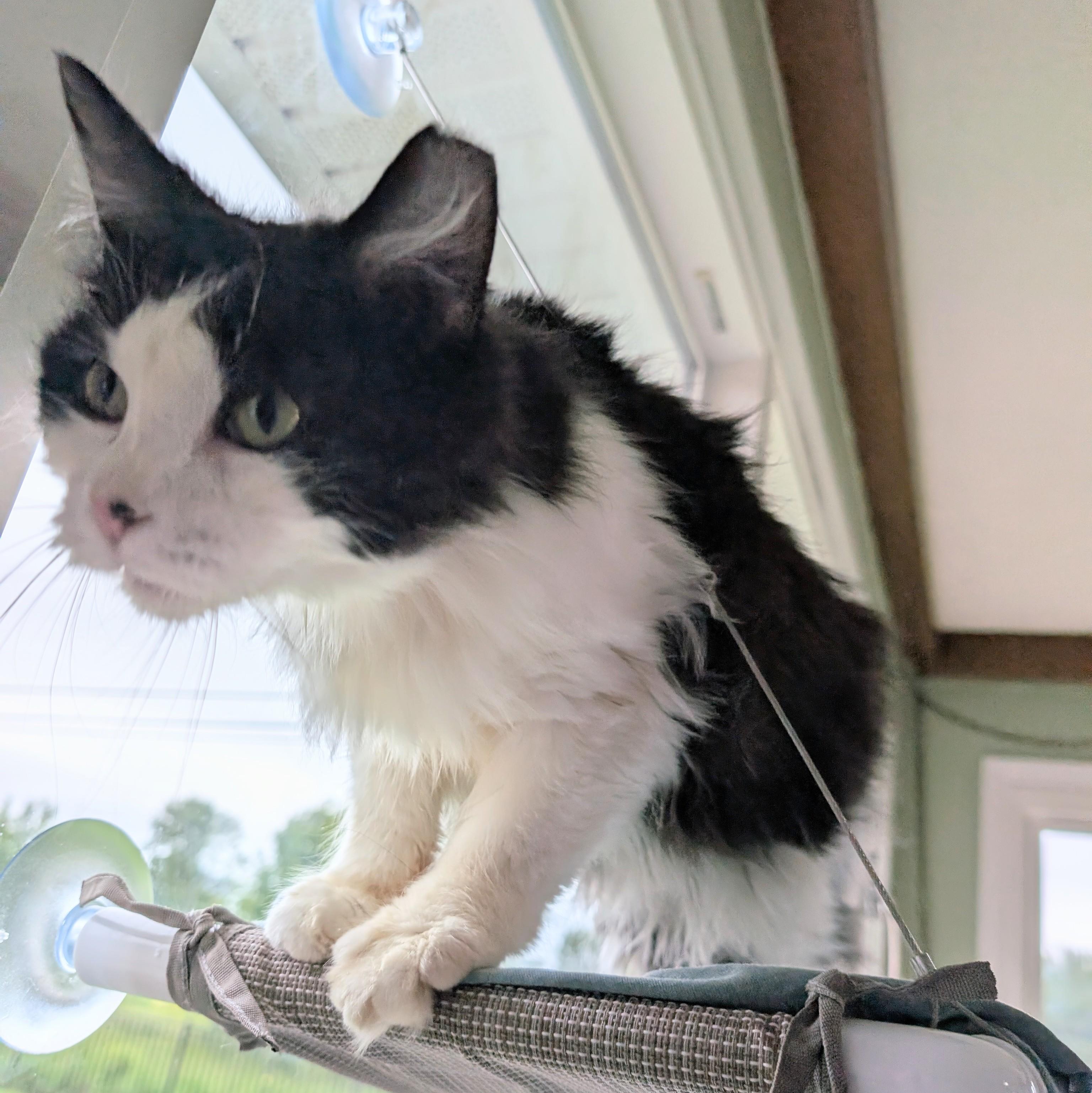 Sasha, a Adoptable Domestic Long Hair in Quincy, OH image 4/5