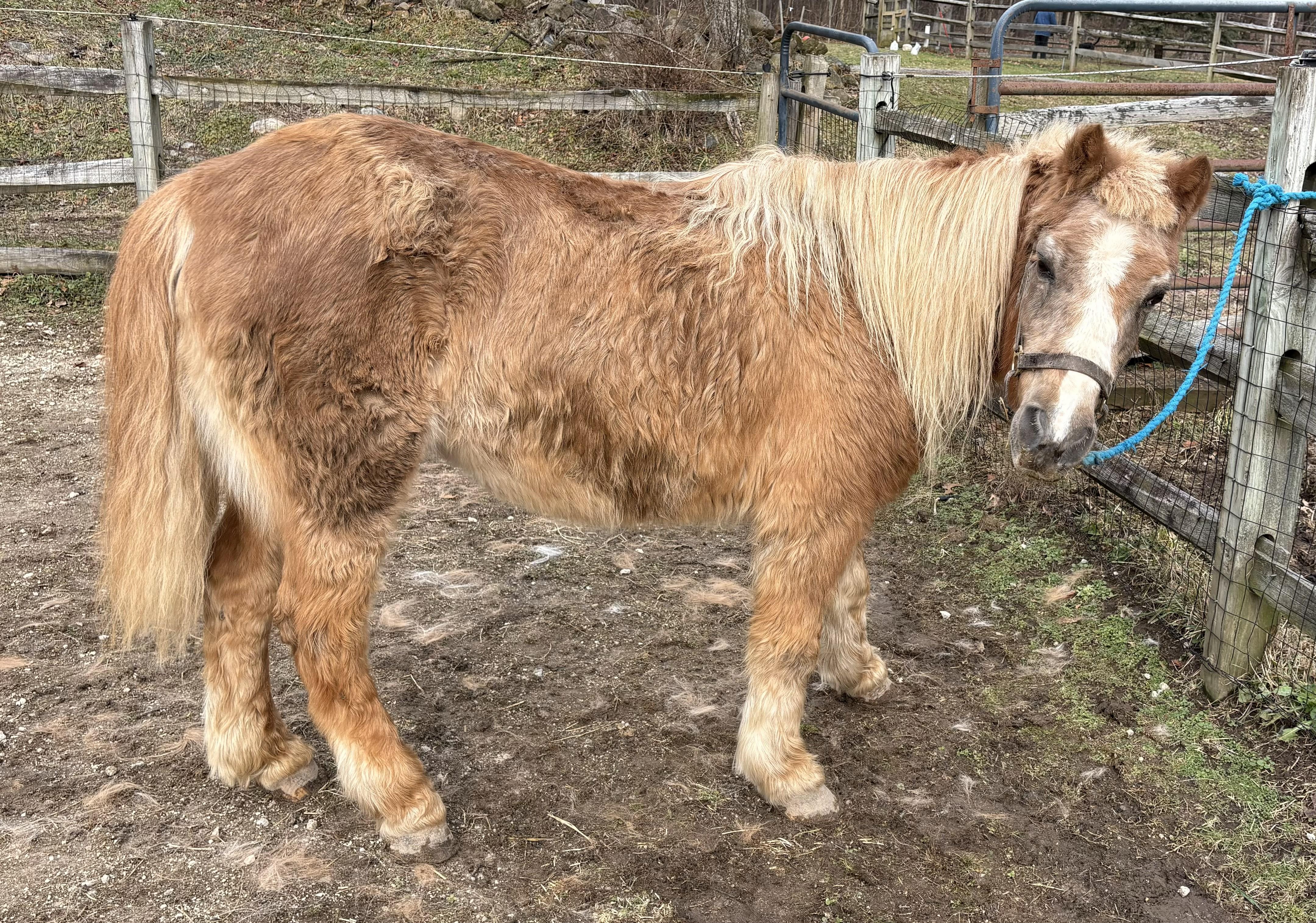 Enlarge Lilly, an adopted mixed breed in Wadsworth, OH image 1/1
