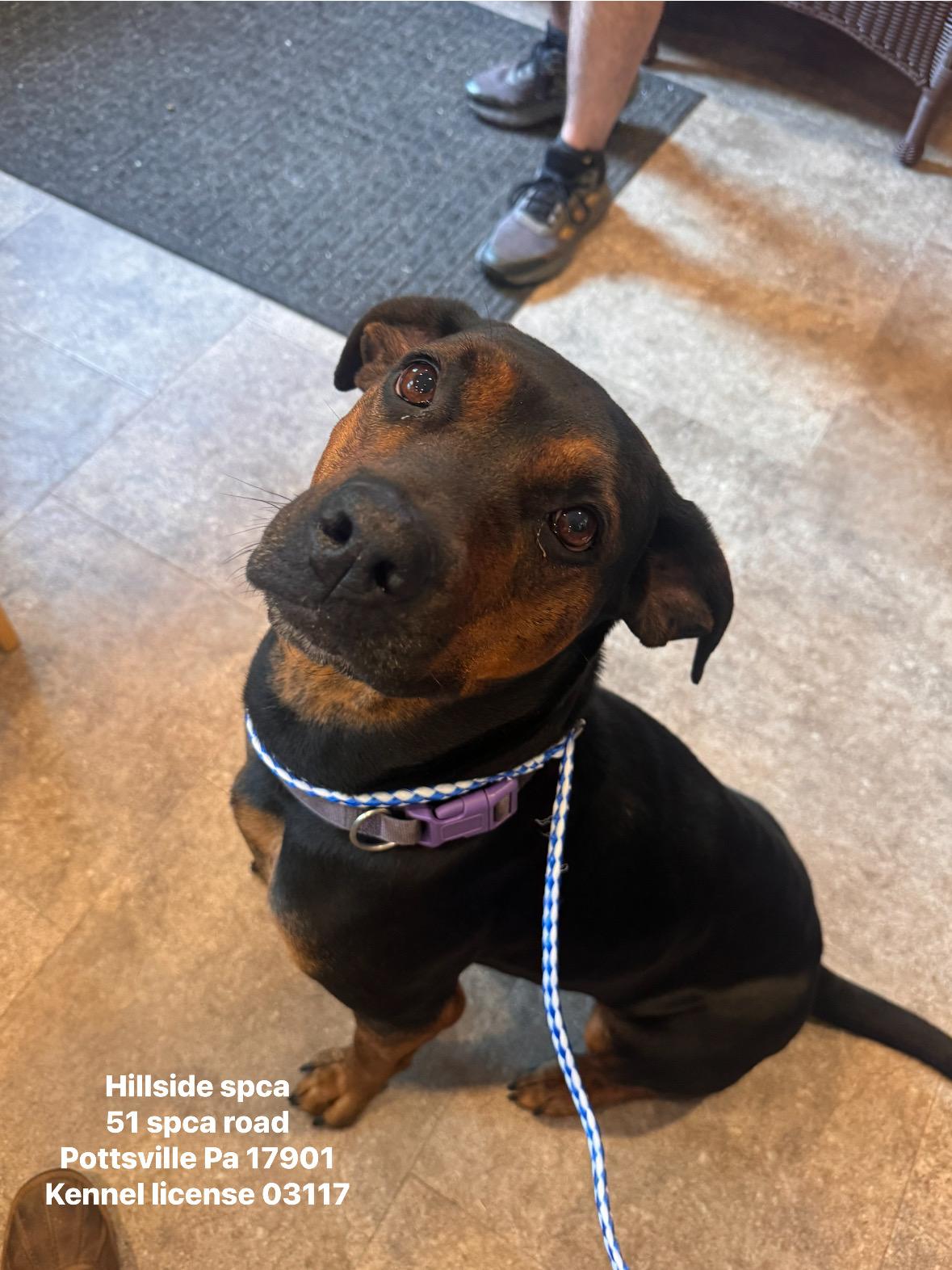 Tang, adopted, Young Female Rottweiler.