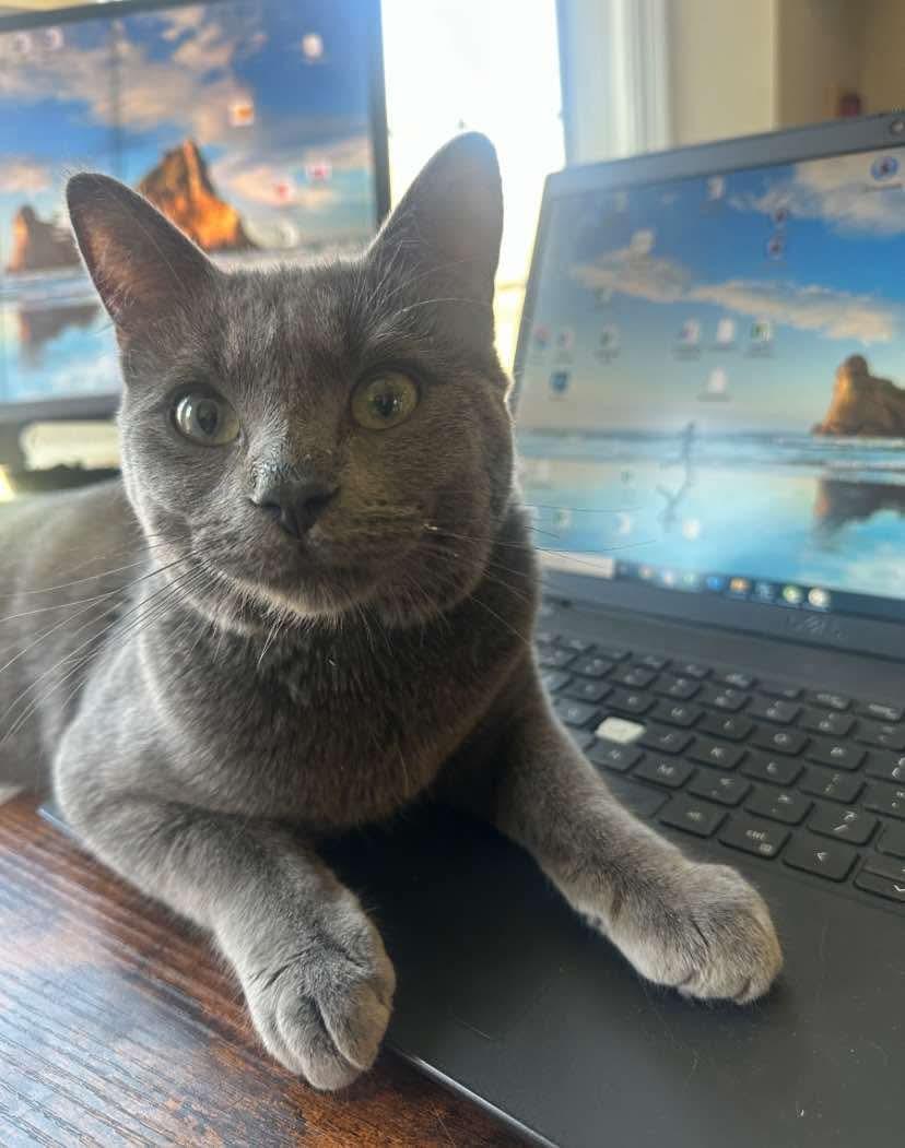 Enlarge Levi, a Adopted Domestic Short Hair in St Francois Xavier, MB image 1/1