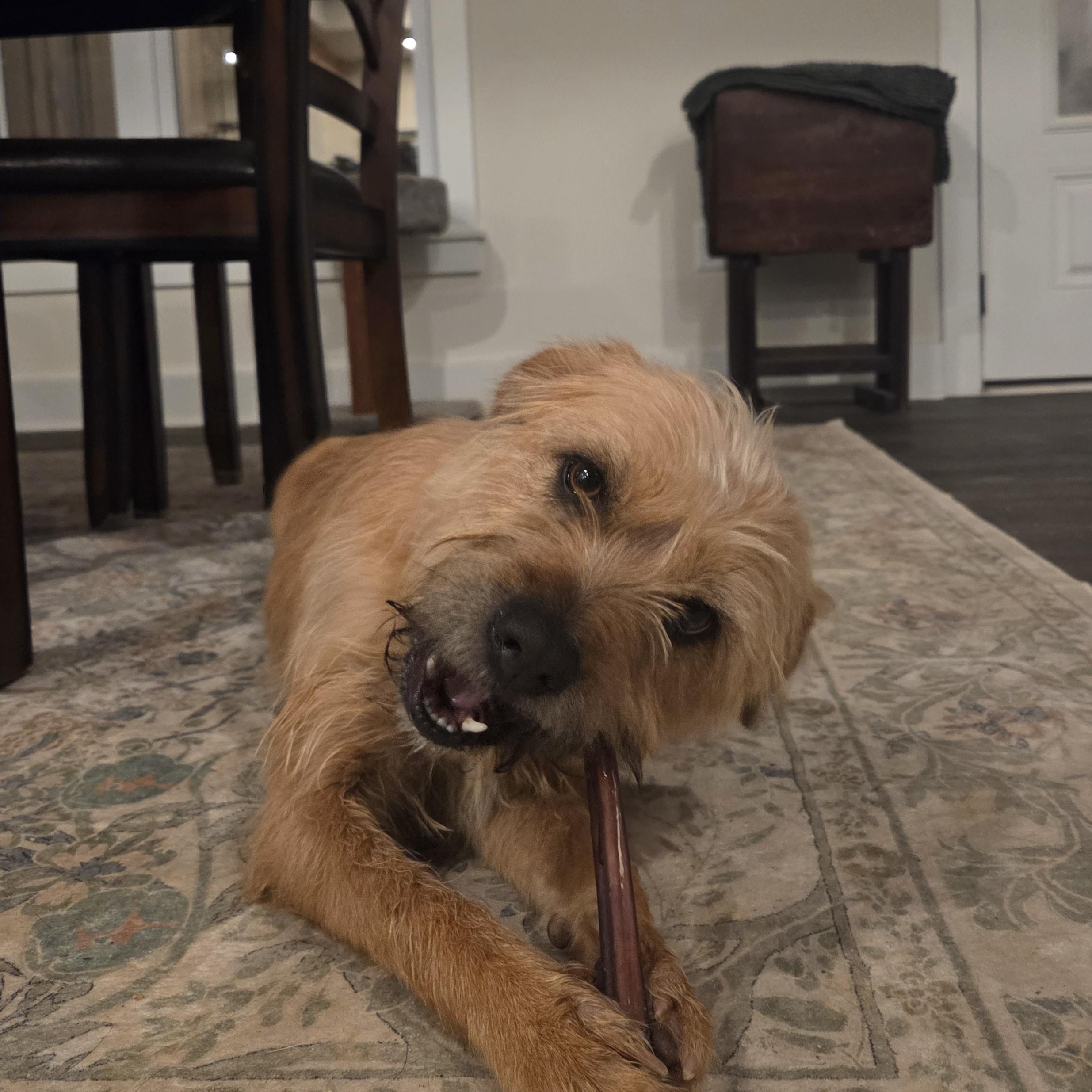 Enlarge Molly, a ADOPTABLE Mixed Breed in Richmond, VA image 3/6