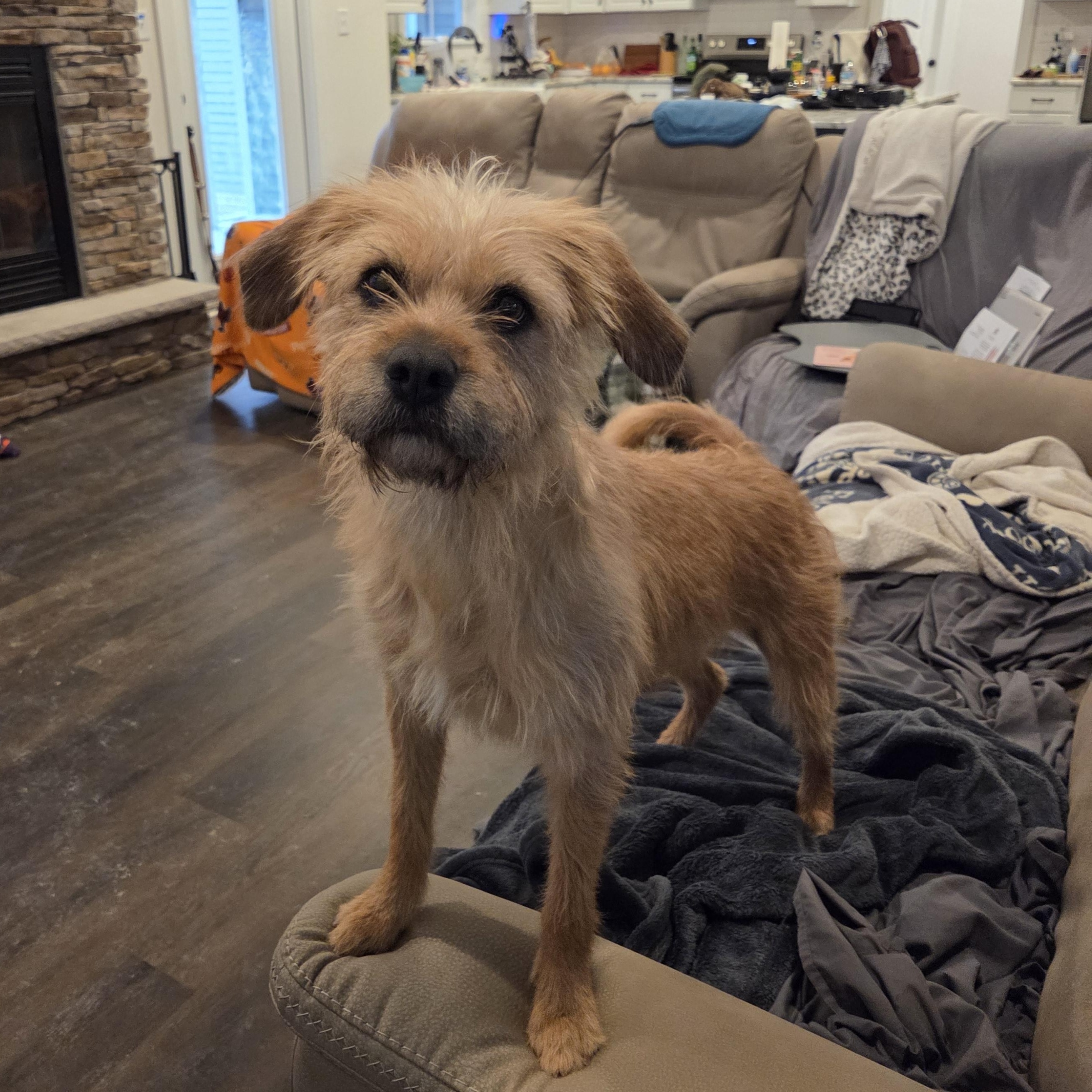 Enlarge Molly, a ADOPTABLE Mixed Breed in Richmond, VA image 2/6