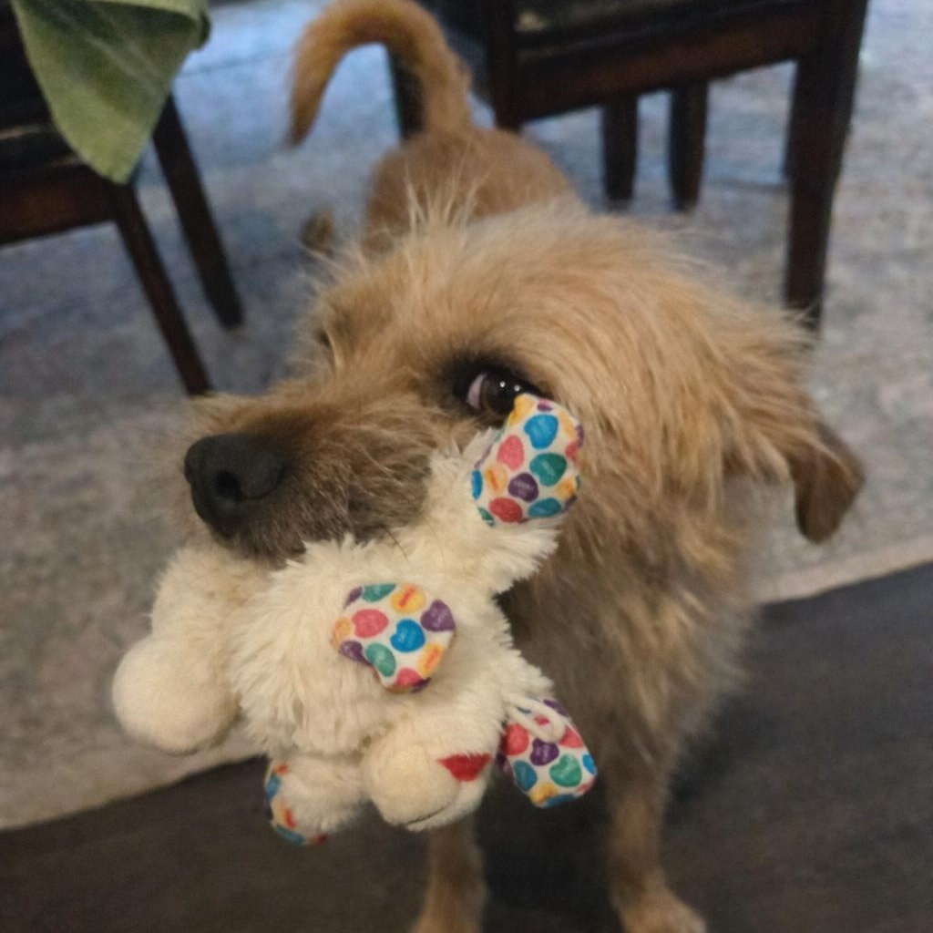 Molly, ADOPTABLE, Adult Female Mixed Breed.