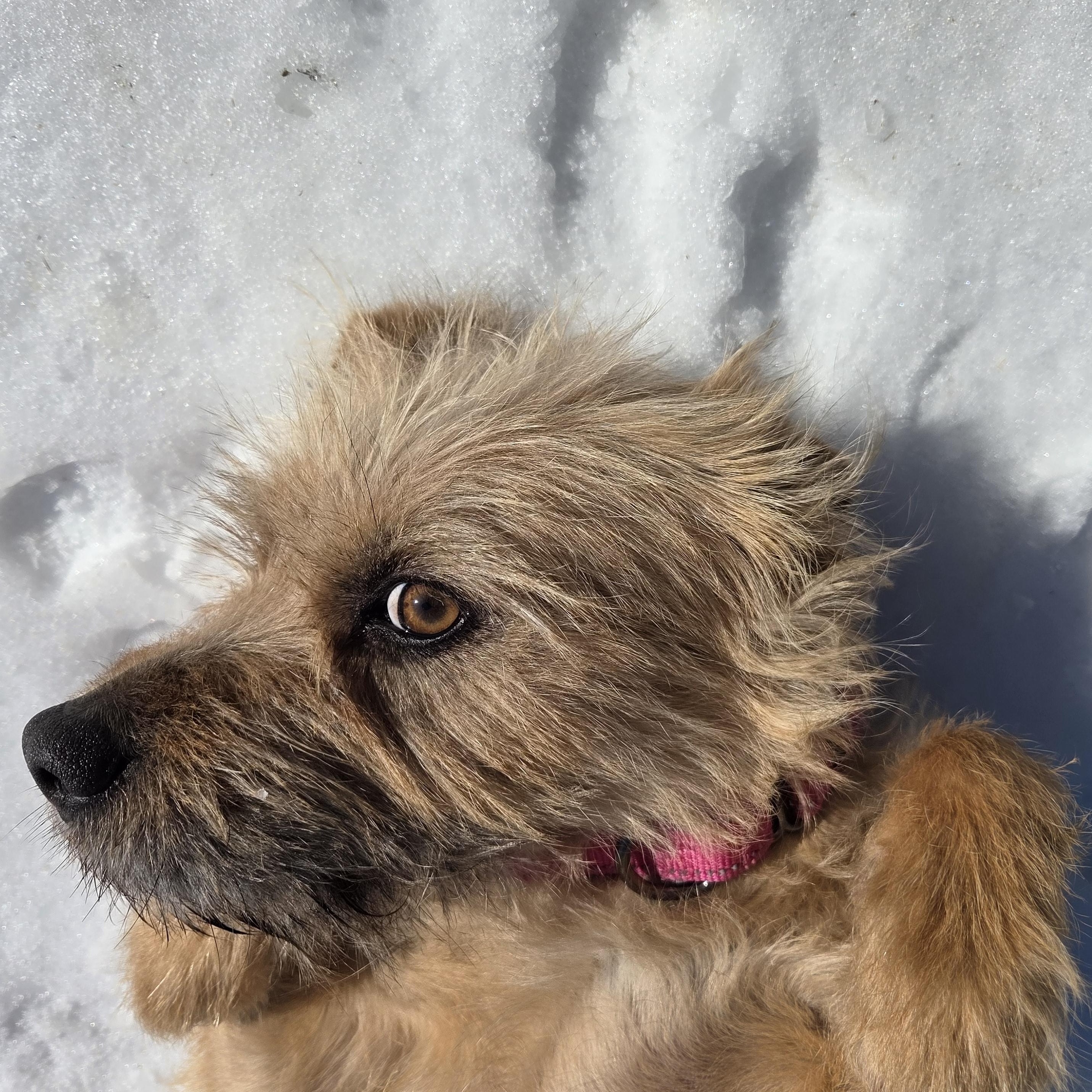 Enlarge Molly, a ADOPTABLE Mixed Breed in Richmond, VA image 5/6