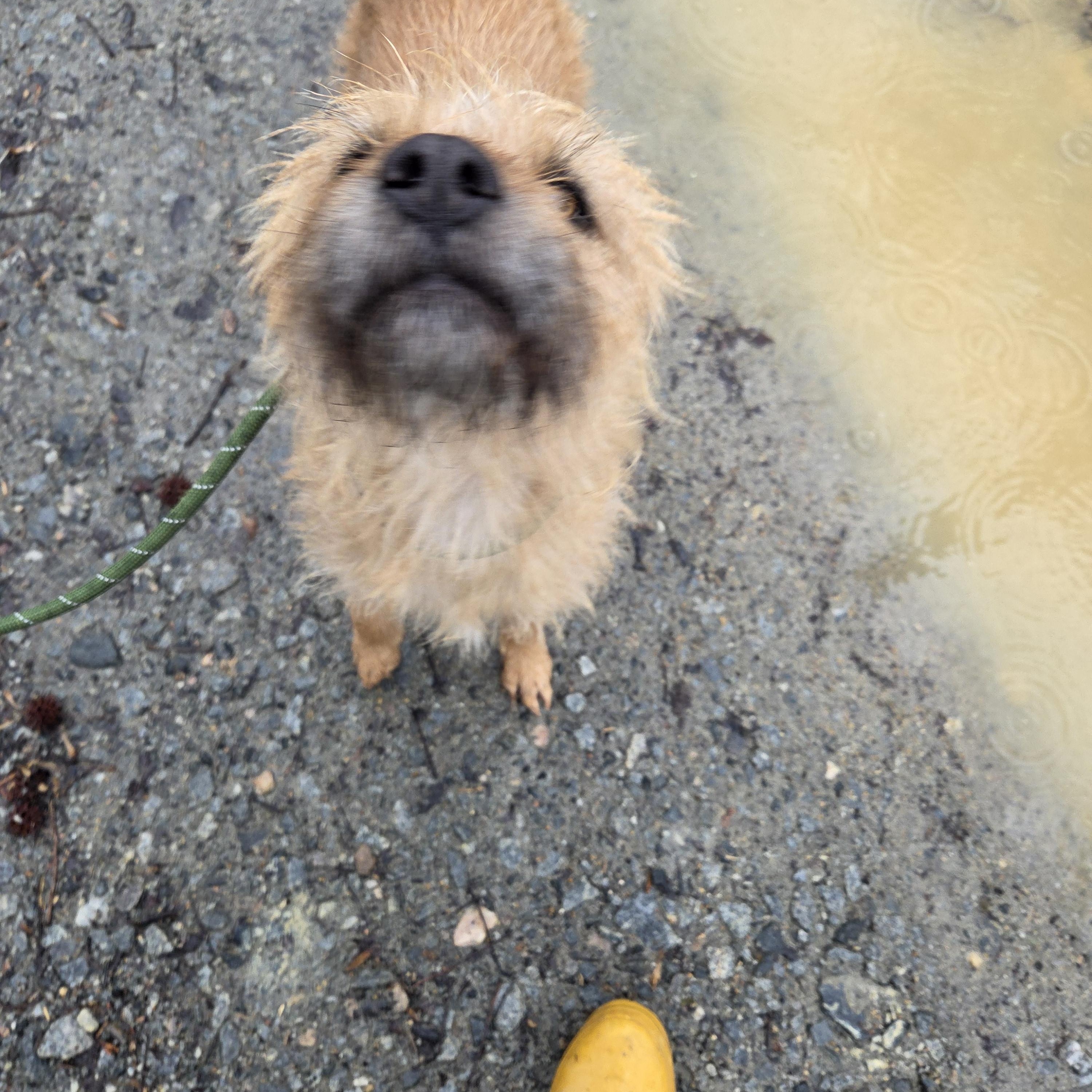 Enlarge Molly, a ADOPTABLE Mixed Breed in Richmond, VA image 4/6