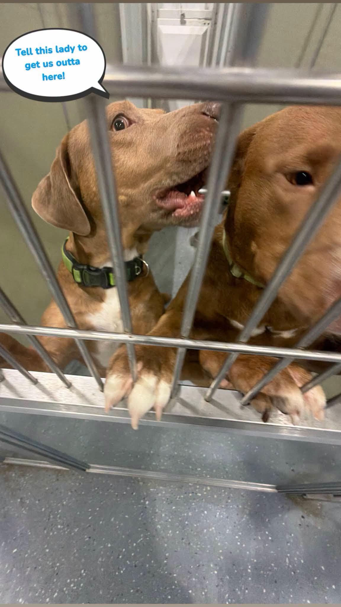 Duncan and Chrome, Adoptable, Adult Male Mixed Breed.