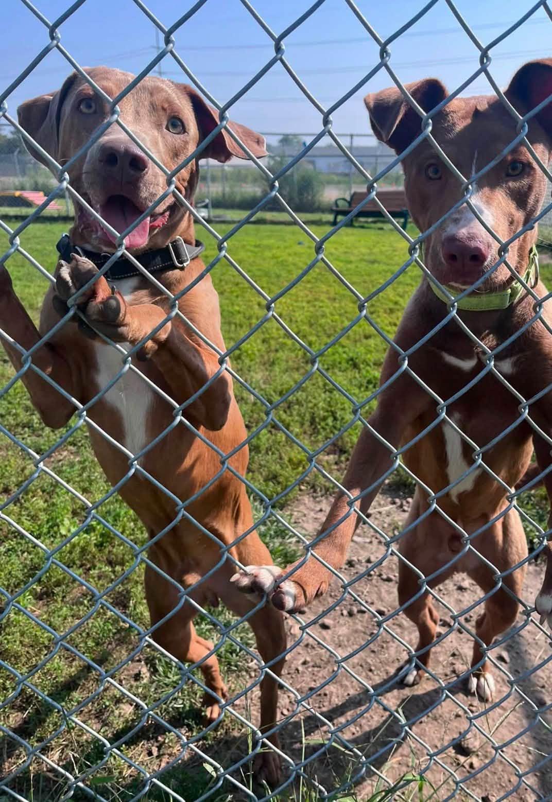 Enlarge Duncan and Chrome, a Adoptable Mixed Breed in Davenport, IA image 2/2