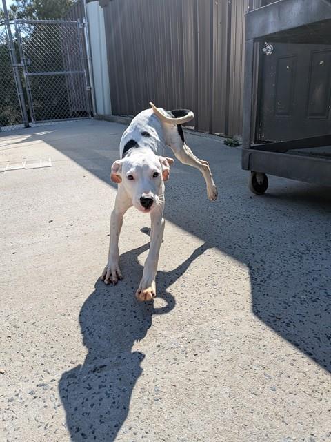 Enlarge KIWI, a Adoptable mixed breed in Chester, SC image 1/1