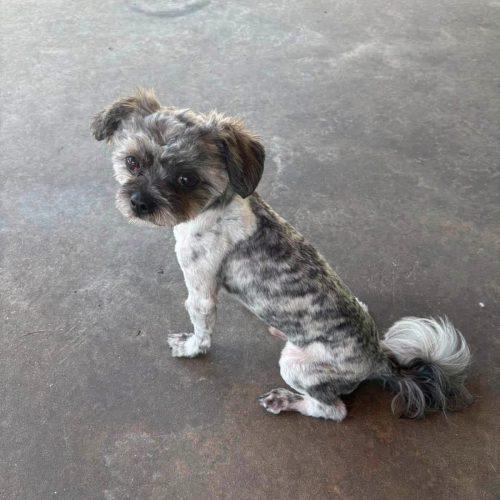 Maverick, Adoptable, Adult Male Shih Tzu.