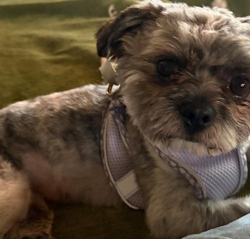 Maverick, a Adoptable Shih Tzu in Hamden, CT image 2/4
