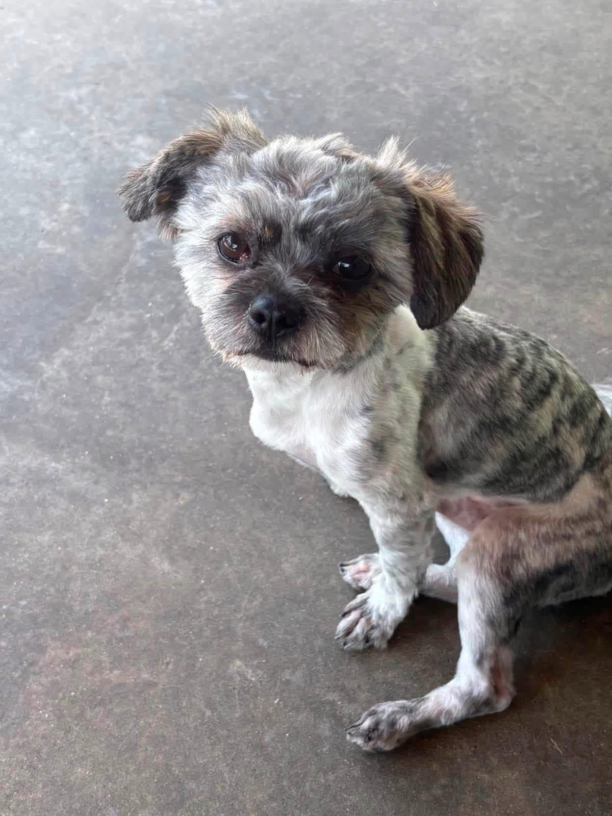 Maverick, a Adoptable Shih Tzu in Hamden, CT image 3/4