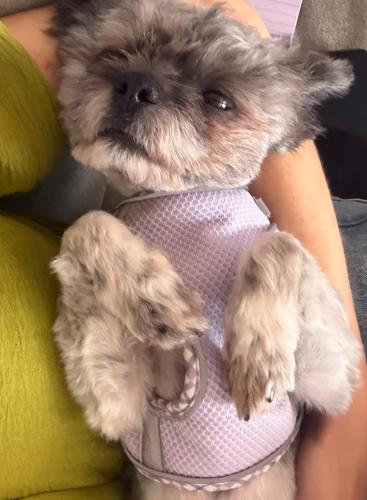 Maverick, a Adoptable Shih Tzu in Hamden, CT image 4/4