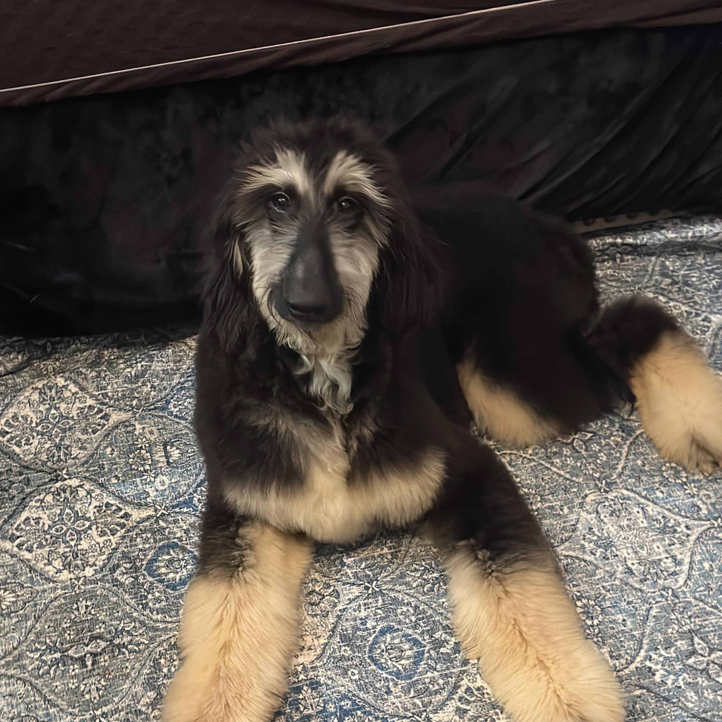 Enlarge Chippy, a ADOPTABLE Afghan Hound in Atlanta, GA image 1/5