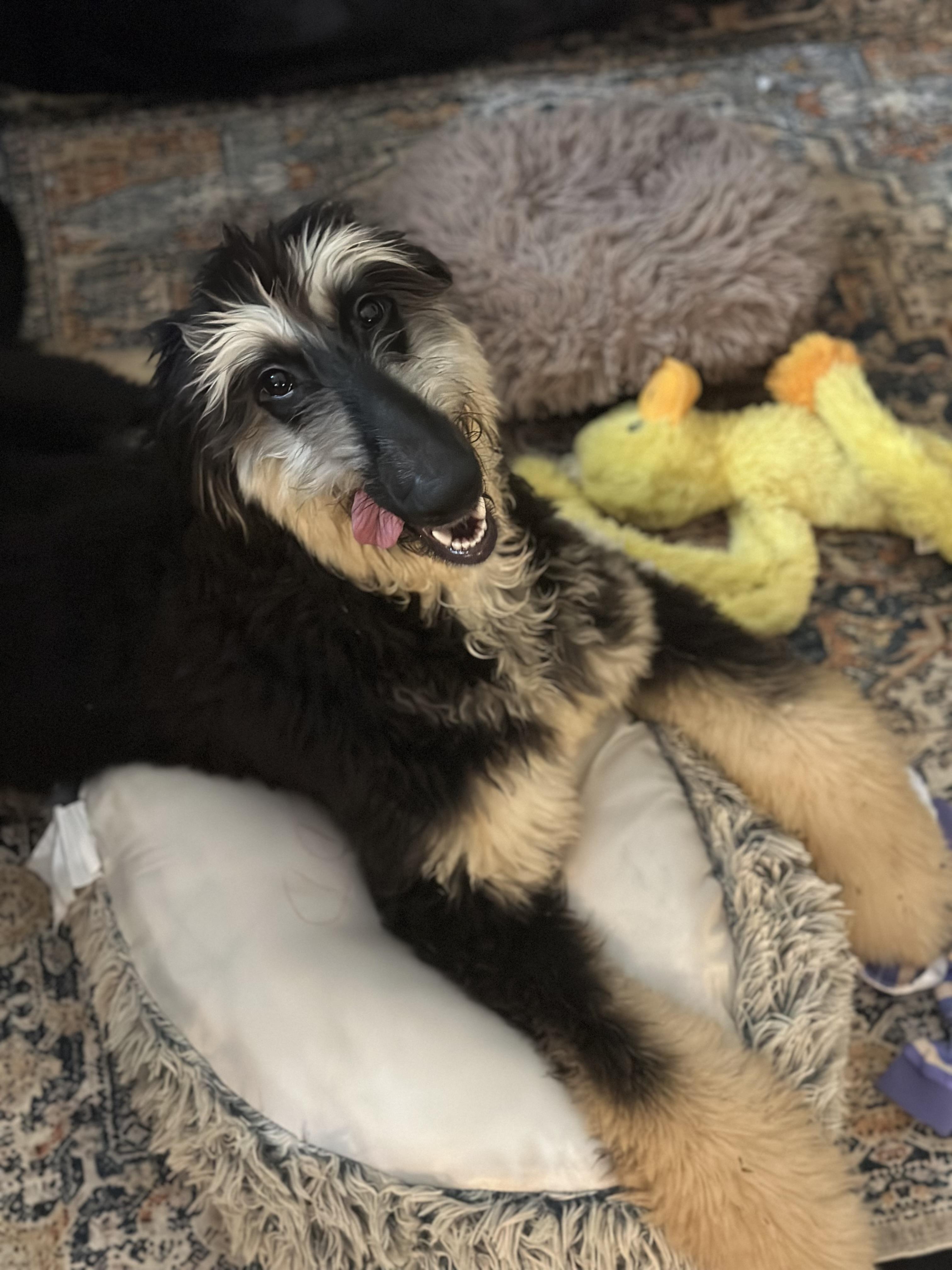 Enlarge Chippy, a ADOPTABLE Afghan Hound in Atlanta, GA image 5/5